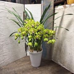 ペ*コ様 【特選】 洋蘭 シンビジューム 7寸4本立ち 陶器鉢 - メルカリ