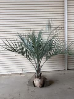 ココスヤシ 根鉢上から120cm - メルカリ