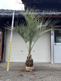 ココスヤシ H1.9m 樹形の良いシルバーリーフ カルフォルニアスタイル