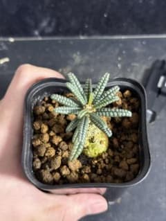 ドルステニア・ギガス ブルラタタイプ 実生株｜発根済み 鉢植え発送