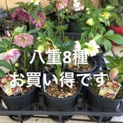 新春大特価 クリスマスローズ 八重 8種セット 豊園芸 花付き現品発送