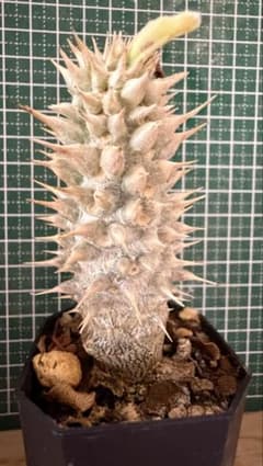 パキポディウム グラキリス 有望実生 株 - メルカリ