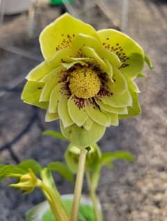 衛*様 クリスマスローズ グリーンブロッチ 爪白 - メルカリ