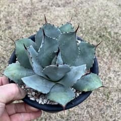 m63250832808_1.jpg?1712395839