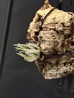 Tillandsia kautskyi (たゆみま由来) - メルカリ