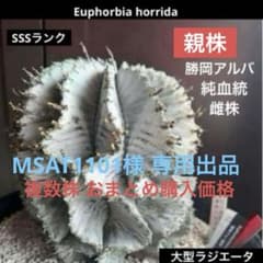 ユーフォルビアホリダ 勝岡アルバ 純血統 極上 雌株 カキ子SSSランク