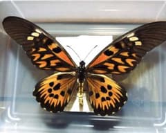 蝶標本】ドルーリーオオアゲハ - メルカリ