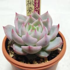 m79985300928_1.jpg?1729326901