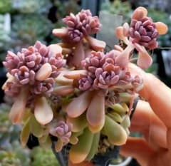 ④ リンダリンダ 群生 ぼのぼのさん苗 ぼの交配 土付き発送 多肉