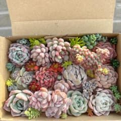 ゆうゆうメルカリ便 多肉植物 カット苗とセダム寄せ植えセット - メルカリ