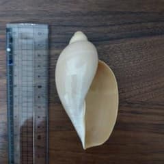 ミガキコオロギボラ 貝殻 標本 - メルカリ