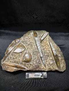 天然化石 オルソセラス+アモナイト 置物 天然石 骨董 旧家蔵出し 蒐集