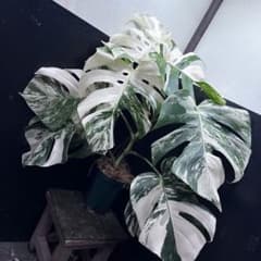 斑入りモンステラ ホワイトタイガー極美大株70cm白斑多 - メルカリ