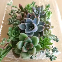 2026年最新】多肉 抜き苗 セットの人気アイテム - メルカリ