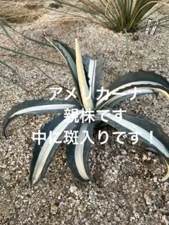 2026年最新】アガベアメリカーナ斑入りの人気アイテム - メルカリ