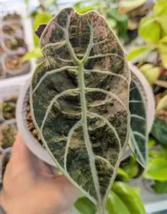 2026年最新】アロカシア ワトソニアの人気アイテム - メルカリ