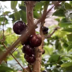 2026年最新】ジャボチカバの人気アイテム - メルカリ