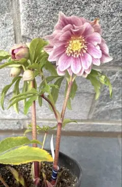 2026年最新】広瀬園芸 ソレイユの人気アイテム - メルカリ