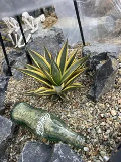 2026年最新】サングロー アガベの人気アイテム - メルカリ