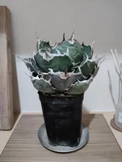 2026年最新】アガベ 白鯨 ボールの人気アイテム - メルカリ