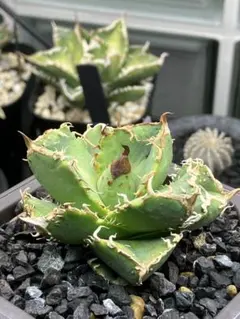 2026年最新】チタノタ ブツブツの人気アイテム - メルカリ