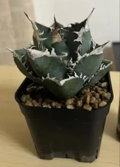 2026年最新】アガベ高級株の人気アイテム - メルカリ