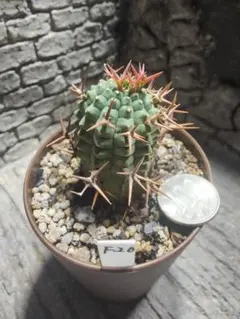 2026年最新】群星冠 メスの人気アイテム - メルカリ