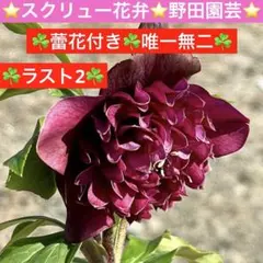 2026年最新】野田園芸の人気アイテム - メルカリ