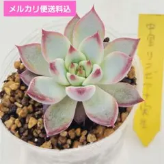 2026年最新】リンゼアナ 中里の人気アイテム - メルカリ