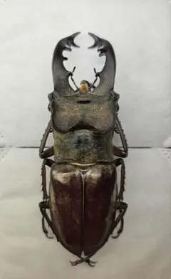 2026年最新】ミヤマクワガタ 標本の人気アイテム - メルカリ