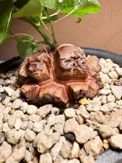 丸型良型】No.7アフリカ亀甲竜 実生 幅5cm 将来有望 - メルカリ