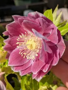 2026年最新】広瀬 ソレイユの人気アイテム - メルカリ