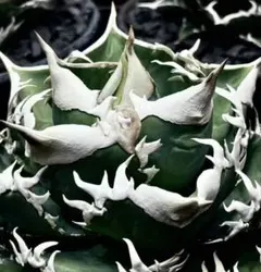 2026年最新】アガベ 鳳凰の人気アイテム - メルカリ