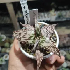 2026年最新】ロウルサンコ アロエの人気アイテム - メルカリ