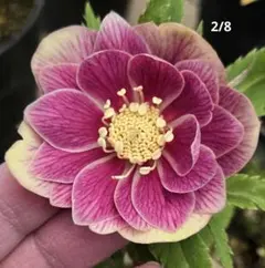 2026年最新】広瀬園芸 ソレイユの人気アイテム - メルカリ