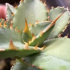 2026年最新】オテロイ 選抜の人気アイテム - メルカリ