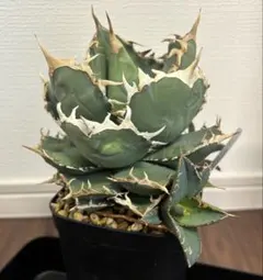 2026年最新】スーパーチタノタの人気アイテム - メルカリ