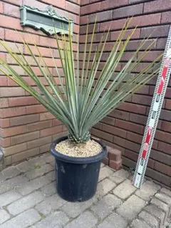 2026年最新】ユッカ リギダの人気アイテム - メルカリ