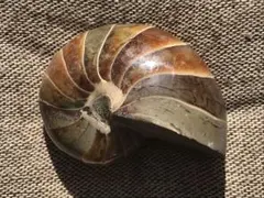 2026年最新】オウムガイ 化石の人気アイテム - メルカリ