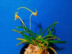 2026年最新】羆 富貴蘭の人気アイテム - メルカリ