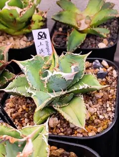 2026年最新】アガベ白豪刺の人気アイテム - メルカリ