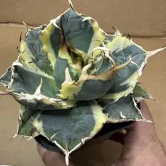 2026年最新】白鯨錦の人気アイテム - メルカリ