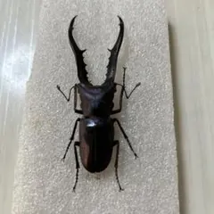 2026年最新】メタリフェルホソアカクワガタ標本の人気アイテム - メルカリ