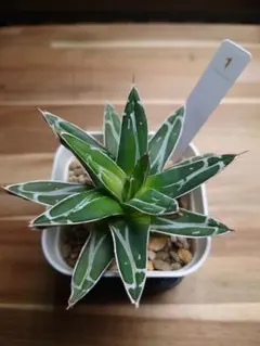 2026年最新】笹の雪 ダルマの人気アイテム - メルカリ