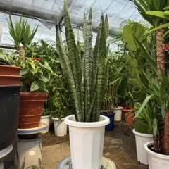 2026年最新】サンスベリア ゼラニカ 7号鉢の人気アイテム - メルカリ