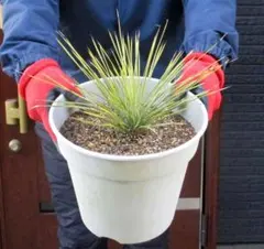 2026年最新】ユッカ リネアリフォリアの人気アイテム - メルカリ