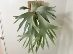 2026年最新】gizmo ビカクシダの人気アイテム - メルカリ