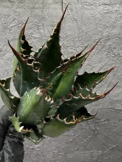 2026年最新】アガベモンタナの人気アイテム - メルカリ