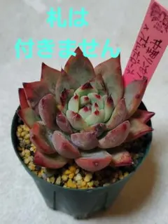 2026年最新】中里リンゼアナ 札の人気アイテム - メルカリ