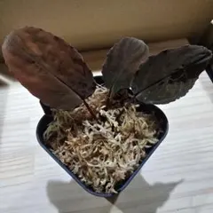 2026年最新】ホマロメナ Homalomenaの人気アイテム - メルカリ